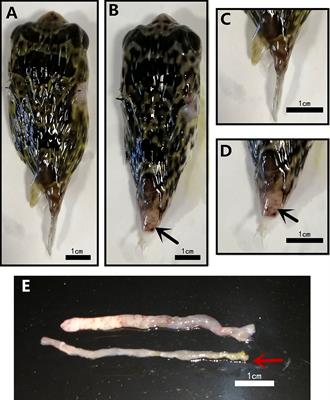 Tail fell syndrome impacts intestinal microbiota in porcupinefish (Diodon hystrix)
